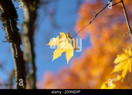 Sonnenbeschienes goldgelbes Ahornblatt im Herbst, bereit zum Fliegen, Saisonfeeling, Konzept der kommenden Veränderung, schöner Hintergrund für Grußkarten Stockfoto