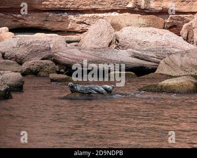 Robben in der Nähe von Bonaventure Island in Gaspesie, Quebec, Kanada Stockfoto