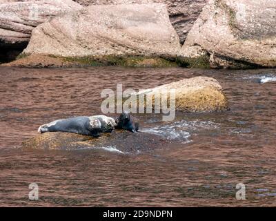 Robben in der Nähe von Bonaventure Island in Gaspesie, Quebec, Kanada Stockfoto