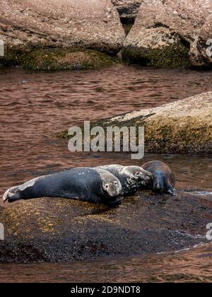 Robben in der Nähe von Bonaventure Island in Gaspesie, Quebec, Kanada Stockfoto