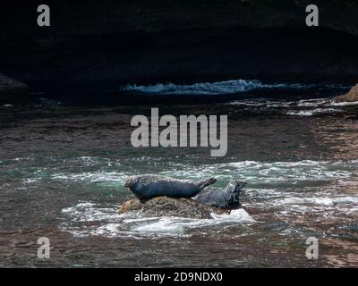 Robben in der Nähe von Bonaventure Island in Gaspesie, Quebec, Kanada Stockfoto