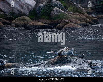 Robben in der Nähe von Bonaventure Island in Gaspesie, Quebec, Kanada Stockfoto