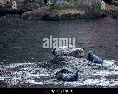 Robben in der Nähe von Bonaventure Island in Gaspesie, Quebec, Kanada Stockfoto