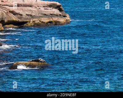 Robben in der Nähe von Bonaventure Island in Gaspesie, Quebec, Kanada Stockfoto