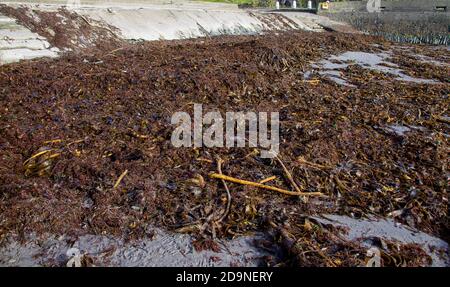 Nach einem Sturm wurden Algen vom Kelp am Strand abgespült Stockfoto