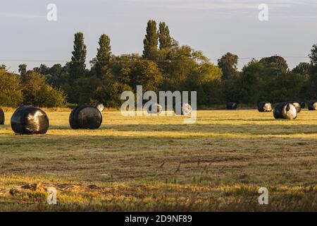Frisch geerntetes Weizenfeld mit Ballen in schwarzen Film verpackt, Feld in den ersten Strahlen der Morgensonne, schöne britische ländliche Landschaft. Stockfoto