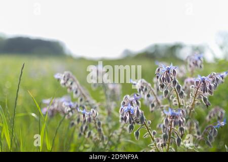 Borretsch auf einer Bienenweide auf dem Feld Stockfoto