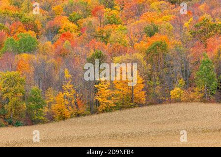 Stehende Mais und schöne Herbstfarben in Nord-Wisconsin. Stockfoto