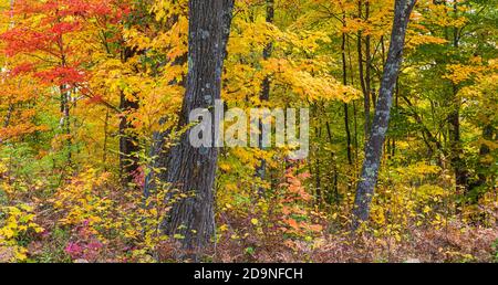 Herbstwald im nördlichen Wisconsin. Stockfoto