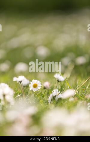 Gänseblümchen auf der Wiese Stockfoto