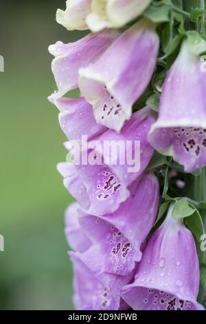 Fingerhut im Garten Stockfoto