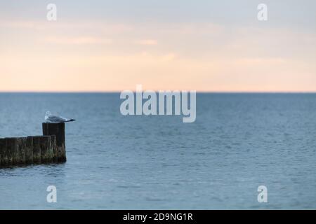 Möwe sitzt am Ende einer Groyne Stockfoto