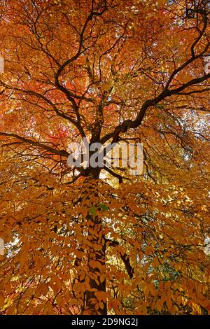 Blick in die Baumkronen von lebendigen Herbstfarben Stockfoto