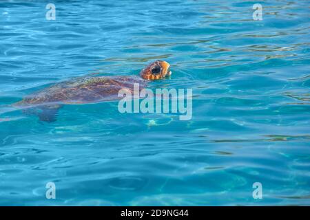 Die Caretta Caretta Schildkröte schwebte an die Oberfläche des Meeres. Speicherplatz kopieren Stockfoto