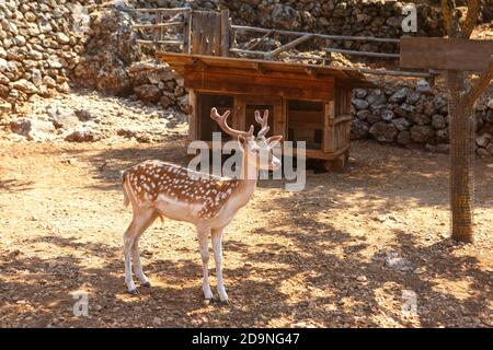 In der Mitte des Hofes steht ein gefleckter Hirsch. Speicherplatz kopieren Stockfoto
