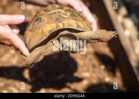 Menschliche Hände halten eine von der Sonne beleuchtete Schildkröte. Nahaufnahme der Schildkröte Stockfoto