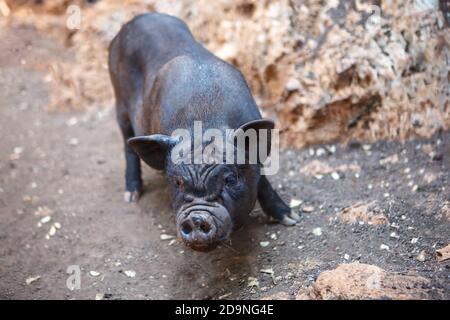 In der Mitte des Hofes steht ein schwarzes Schwein. Nahaufnahme von Schweinen Stockfoto