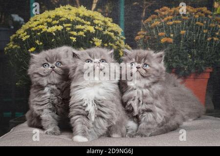 Drei schön flauschige graue und weiße Ragamuffin Kätzchen posieren zusammen. Stockfoto