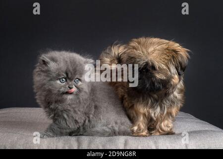 Lustiges Foto von einem Kätzchen und einem Welpen zusammen. Stockfoto