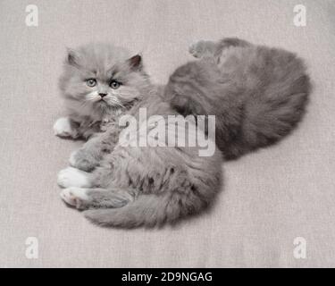 Zwei 5 Wochen alte graue und weiße Ragamuffin-Kätzchen liegen nebeneinander. Stockfoto