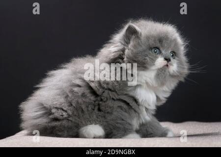 Profilportrait eines unscharfen grauen und weißen Ragamuffin-Kätzchens. Stockfoto