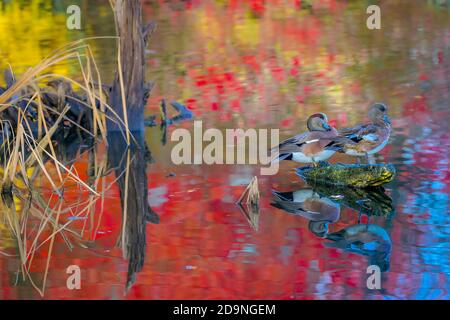 Eurasisch Wigeon, Mareca penelope, in Ruhe in Pond, Vancouver, British Columbia, Kanada Stockfoto