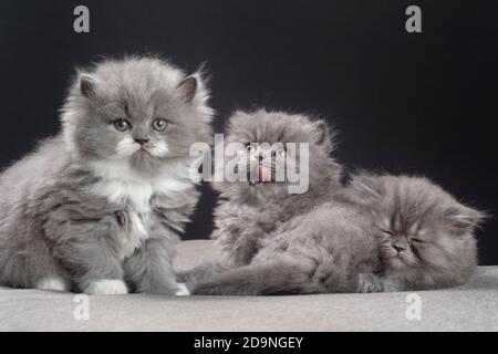 Drei fünf Wochen alte graue und weiße Ragamuffin-Jungtiere. Stockfoto