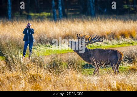 Fotograf fotografiert einen Rothirsch (Cervus elaphus), der früh morgens im Richmond Park, Richmond, London in der Herbstbrunst brüllt Stockfoto