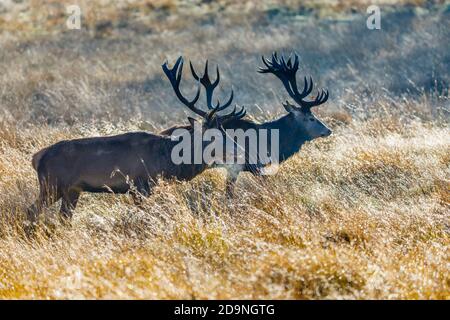 Zwei Rothirsche (Cervus elaphus) wandern im Morgenlicht im Richmond Park, Richmond, London, in der Brunftzeit vom Spätherbst bis zum frühen Winter Stockfoto