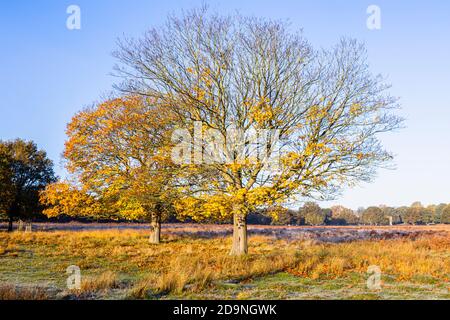 Blick auf Bäume und Landschaft in gelben und braunen Herbstfarben in Richmond Park, Richmond, London, Südostengland im Spätherbst bis frühen Winter Stockfoto