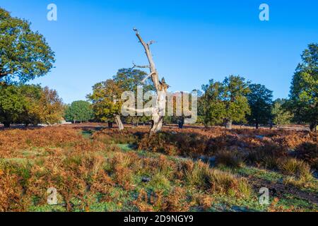 Blick auf einen toten Baumstamm in der Landschaft in Herbstfarben in Richmond Park, Richmond, London, Südostengland im Spätherbst bis frühen Winter Stockfoto