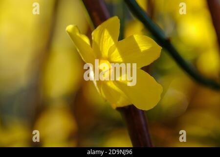 Blüte des Winterjasmins (Jasminum nudiflorum), Gartenpflanze, Deutschland Stockfoto