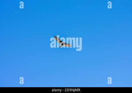 Ein großer Türkeigeier, der durch einen klaren blauen Himmel fliegt Stockfoto