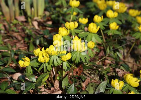 Schöne Aufnahme von gelben Blumen im Sommer Stockfoto