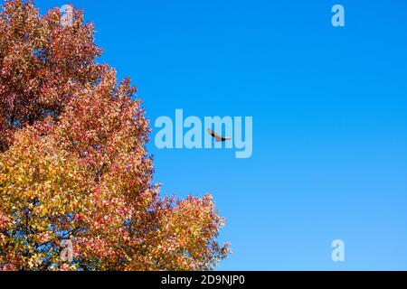 Ein großer Türkeigeier, der durch einen klaren blauen Himmel fliegt Neben einem orangefarbenen Herbstbaum Stockfoto