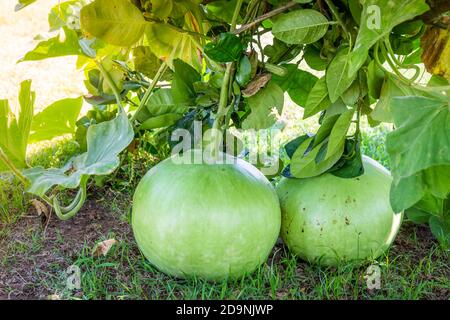 Melone im Garten auf dem Gras, bereit zu essen. Stockfoto