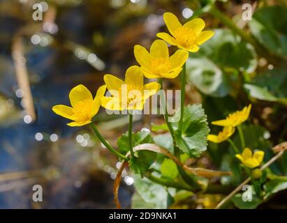 Ringelblume (Caltha palustris), blühend, Oberbayern, Bayern, Deutschland Stockfoto