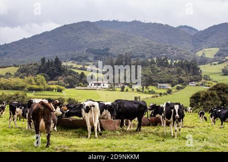 Herde von Milchvieh in La Calera in der Abteilung Von Cundinamarca in der Nähe der Stadt Bogotá in Kolumbien Stockfoto