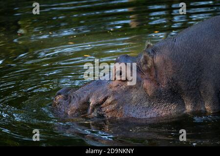Eine Nahaufnahme des gefangenen Nilpferdes Lu im Homosassa Springs Wildlife State Park, Florida. Mit 60 ist er das älteste Nilpferd in Gefangenschaft. Stockfoto