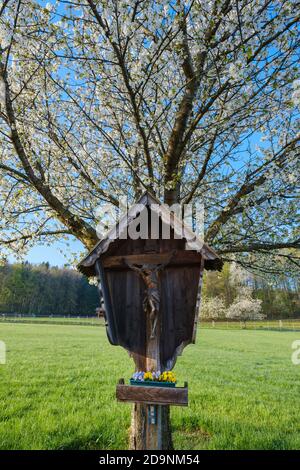 Wegkreuz vor einem blühenden Kirschbaum, bei Bad Feilnbach, Oberbayern, Bayern, Deutschland Stockfoto