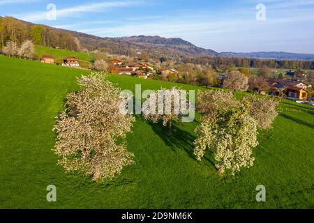 Blühende Obstbäume, Kutterling bei Bad Feilnbach, Drohnenbild, Oberbayern, Bayern, Deutschland Stockfoto