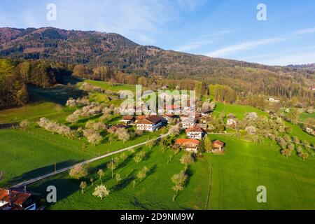 Blühende Obstbäume, Altofing bei Bad Feilnbach, Drohnenbild, Oberbayern, Bayern, Deutschland Stockfoto