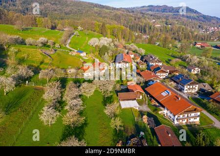 Blühende Obstbäume, Altofing bei Bad Feilnbach, Drohnenbild, Oberbayern, Bayern, Deutschland Stockfoto