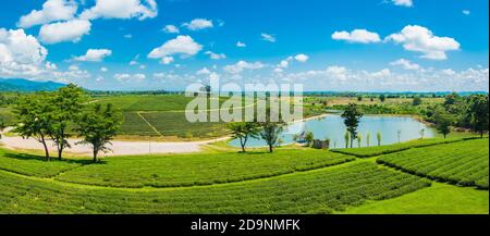 Panorama von Choui Fong Tea Plantation auf einem Hügel, der in Chiang Rai berühmt ist und ein beliebtes Touristenziel in Thailand ist. Stockfoto