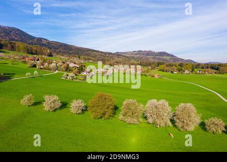 Blühende Kirschbäume, Cutterling bei Bad Feilnbach, Drohnenbild, Oberbayern, Bayern, Deutschland Stockfoto