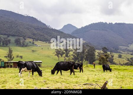 Herde von Milchvieh in La Calera in der Abteilung Von Cundinamarca in der Nähe der Stadt Bogotá in Kolumbien Stockfoto