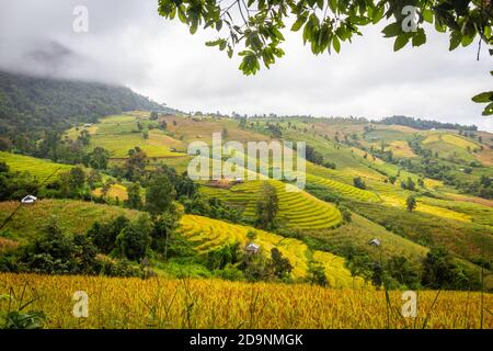 Landschaft von Reisterrassen auf dem Berg bei Ban Pa Pong Piang, Doi DIN Thanon, Chiang Mai, Thailand Stockfoto