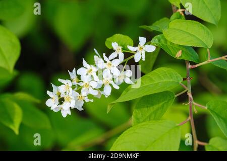 Vogelkirsche (Prunus padus), Blumen und Blätter, Oberbayern, Bayern, Deutschland Stockfoto