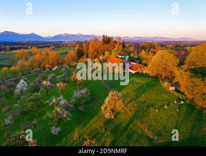 Blühender Obstgarten in Mooseurach im Morgenlicht, bei Königsdorf, Tölzer Land, Drohnenbild, Alpenkette, Alpenvorland, Oberbayern, Bayern, Deutschland Stockfoto