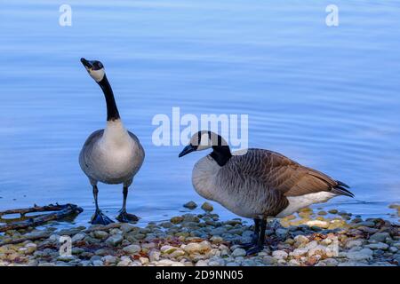 Zwei Kanadagänse (Branta canadensis) auf Schotter am Seeufer, Ammersee bei Aidenried, Fünfseenland, Oberbayern, Bayern, Deutschland Stockfoto